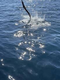 Great time with Capt Rick