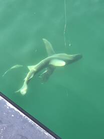 Great first experience 