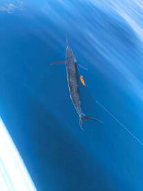 i cannot thank the captains enough! 