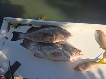 Grouper for everyone 