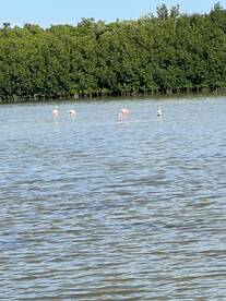 cancun lagoon fishing