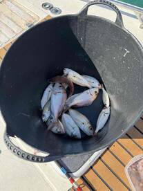 Fishing with Eventos N\u00e1uticos