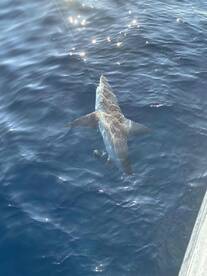 Good mid-size party boat! 