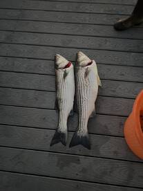 Went Stripper fishing