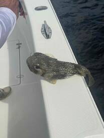 Captian Eric was amazing