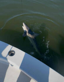 Great morning on thecwater