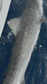 4 hour fight with tiger shark