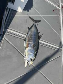 4 hour fight with tiger shark