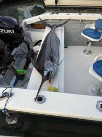 STOP book Captain Jorge if you want to catch a Monster!