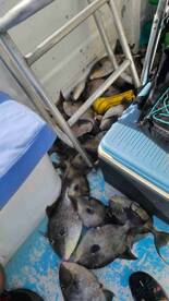 Great for kids first saltwater trip