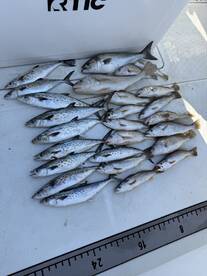 Cocao Beach Fishing Trip