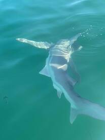 Everything We Expected and More