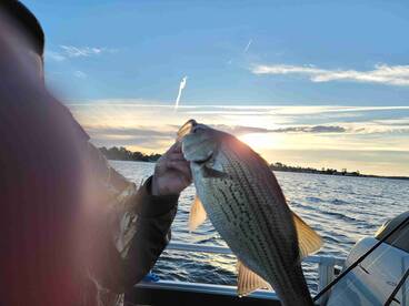 Top Notch Experience