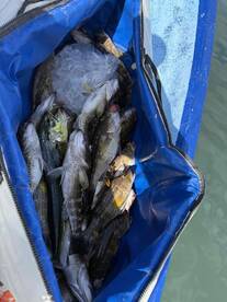 we had another great day a cooler full of fish 