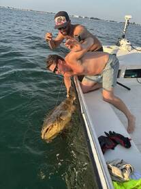 Goliath grouper