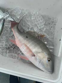 Awesome November patch reef trip