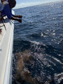 Great Captain, Boat, and Service