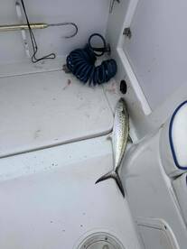 Extended full day trip big game