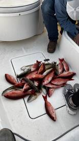 Awesome 3 hour fishing trip