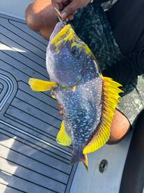 Half Day Trip with Captain Hussain Saeed