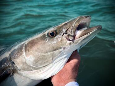 Best charter I’ve ever booked. Captain Marlin is the real deal.
