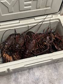 Lobster trip with captain Roger