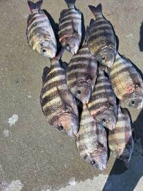 sheephead extravaganza 