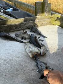 Good Trip On Rolling Seas