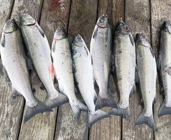 Full Day Charter with Capt Chris