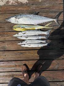 Kingfish, Mahi, and tons of Barracuda!