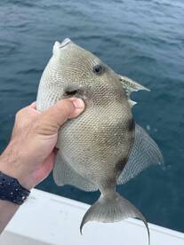 Could call it catching instead of fishing!