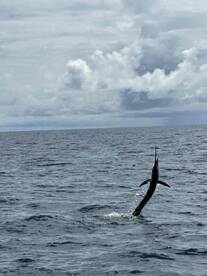 Switched from Isabela to Another Boat.