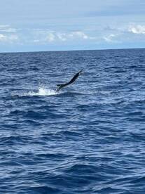 Switched from Isabela to Another Boat.