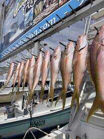 Amazing morning! Lots of fish