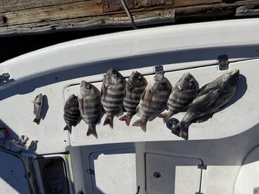 Sheepshead and Drums