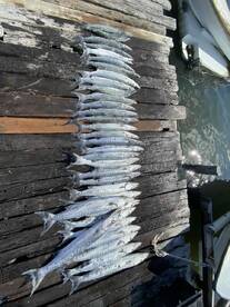 Off the hook barracuda fishing