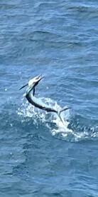 Great captain and mate.