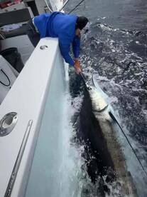 Blue Marlin -Sailfish -Mahi 