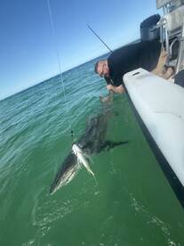 Shark fishing with Captain Dan