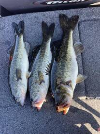 Had such a great time catching giants