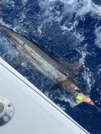 Killer trip and crew