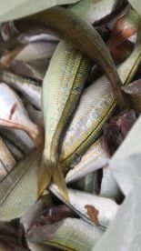 Full day with Piero, shore fishy