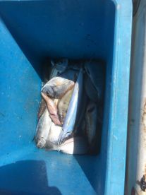 Half day with Antonio