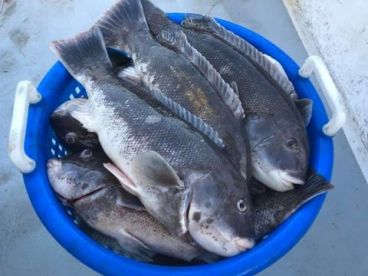 Best Captain, Deckhand and Boat in NJ