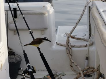 Excellent fishing experience 