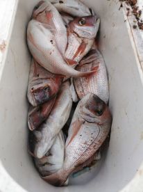 Excellent fishing experience 