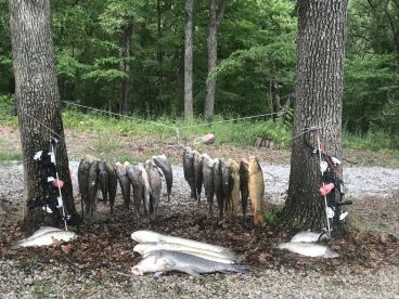 Night bow fishing trip