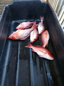 6 hour trip with Captain Buck and Patrick 