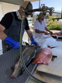 Captain Pat cut some beauty fillets.