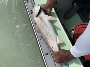 Half day fly and spin rod sight fishing